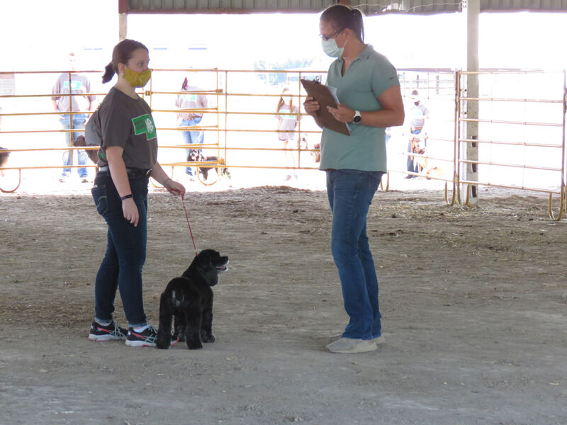 Dog show, senior showmanship champion, Rachel Fidler, Kearney, judge Nicole Evers Minden